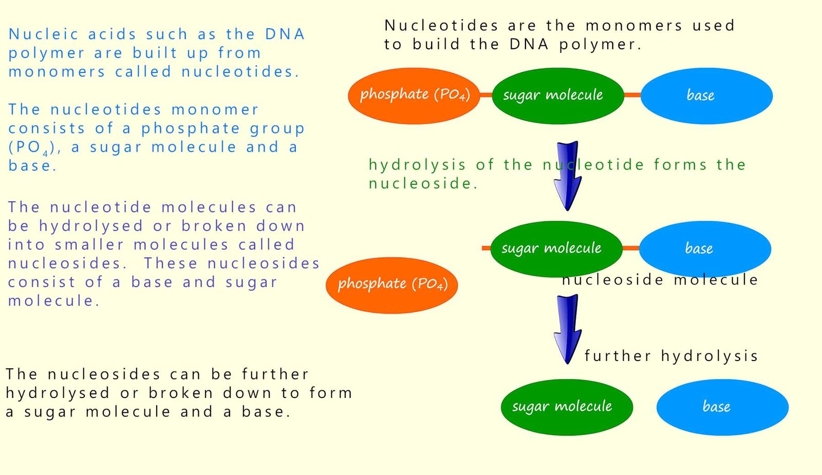 Model of the dna structure showing nucleotides and nucleosides.